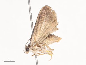  ( - CBG-A44370-F02)  @11 [ ] CreativeCommons - Attribution Share - Alike (2024) CBG Photography Group Centre for Biodiversity Genomics