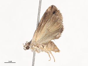  ( - CBG-A44370-F06)  @11 [ ] CreativeCommons - Attribution Share - Alike (2024) CBG Photography Group Centre for Biodiversity Genomics