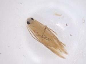  (tortMalaise34 Malaise2386 - CBG-A45404-F05)  @11 [ ] CreativeCommons - Attribution Share - Alike (2024) Centre for Biodiversity Genomics Centre for Biodiversity Genomics