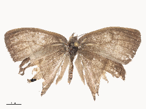  ( - CBG-A46880-F04)  @11 [ ] CreativeCommons - Attribution Share - Alike (2024) CBG Photography Group Centre for Biodiversity Genomics