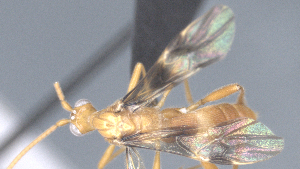  ( - CCDB-28455-A11)  @11 [ ] CreativeCommons - Attribution (2023) Michael Sharkey Centre for Biodiversity Genomics