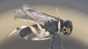  ( - CCDB-28455-D04)  @11 [ ] CreativeCommons - Attribution (2023) Michael Sharkey Centre for Biodiversity Genomics