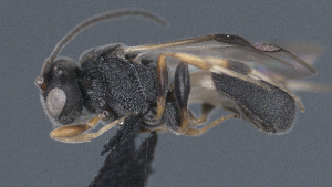  ( - CCDB-28455-E04)  @11 [ ] CreativeCommons - Attribution (2023) Michael Sharkey Centre for Biodiversity Genomics