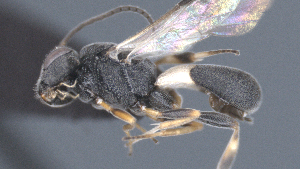  ( - CCDB-28455-F01)  @11 [ ] CreativeCommons - Attribution (2023) Michael Sharkey Centre for Biodiversity Genomics