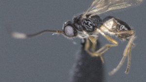  ( - CCDB-28455-H09)  @11 [ ] CreativeCommons - Attribution (2023) Michael Sharkey Centre for Biodiversity Genomics