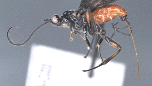  ( - CCDB-28456-C03)  @11 [ ] CreativeCommons - Attribution (2023) Michael Sharkey Centre for Biodiversity Genomics
