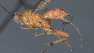  ( - CCDB-28456-G11)  @11 [ ] CreativeCommons - Attribution (2023) Michael Sharkey Centre for Biodiversity Genomics
