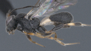  ( - CCDB-28456-H05)  @11 [ ] CreativeCommons - Attribution (2023) Michael Sharkey Centre for Biodiversity Genomics