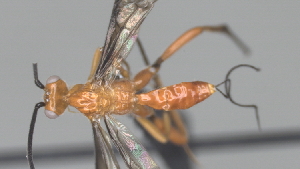  ( - CCDB-28464-G01)  @11 [ ] CreativeCommons - Attribution (2023) Michael Sharkey Centre for Biodiversity Genomics