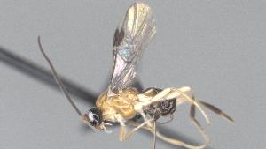  (Eubazus Malaise7316 - CCDB-28469-D01)  @11 [ ] CreativeCommons - Attribution (2023) Michael Sharkey Centre for Biodiversity Genomics