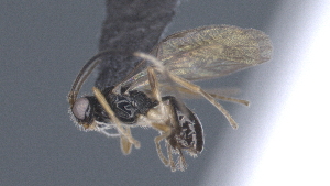  ( - CCDB-28469-G09)  @11 [ ] CreativeCommons - Attribution (2023) Michael Sharkey Centre for Biodiversity Genomics