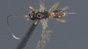 ( - CCDB-28470-F06)  @11 [ ] CreativeCommons - Attribution (2023) Michael Sharkey Centre for Biodiversity Genomics