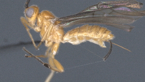  ( - CCDB-28472-G11)  @11 [ ] CreativeCommons - Attribution (2023) Michael Sharkey Centre for Biodiversity Genomics