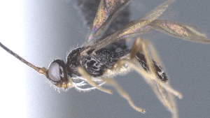  ( - CCDB-28473-E11)  @11 [ ] CreativeCommons - Attribution (2023) Michael Sharkey Centre for Biodiversity Genomics