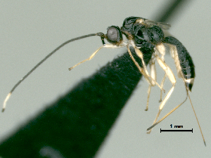  ( - CCDB-38206-A01)  @11 [ ] CreativeCommons - Attribution Share Alike (2024) CBG Photography Group Centre for Biodiversity Genomics