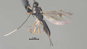  ( - CCDB-38206-A08)  @11 [ ] CreativeCommons - Attribution Share Alike (2024) CBG Photography Group Centre for Biodiversity Genomics