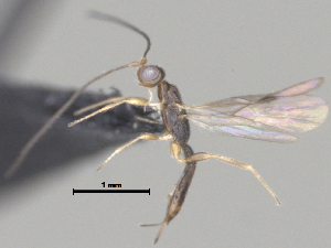  (Heterospilus Malaise8052 - CCDB-38206-D02)  @11 [ ] CreativeCommons - Attribution Share Alike (2024) CBG Photography Group Centre for Biodiversity Genomics