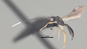  ( - CCDB-38206-D04)  @11 [ ] CreativeCommons - Attribution Share Alike (2024) CBG Photography Group Centre for Biodiversity Genomics