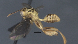  (chalMalaise01 Malaise0546 - CCDB-46556-E03)  @11 [ ] CreativeCommons - Attribution (2023) Michael Sharkey Centre for Biodiversity Genomics