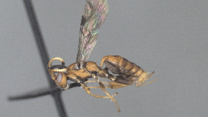  (ichneuMalaise01 Malaise9758 - CCDB-28465-A11)  @11 [ ] CreativeCommons - Attribution (2023) Michael Sharkey Centre for Biodiversity Genomics