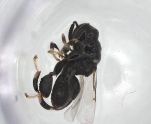  (chalMalaise01 malaise9594 - CCDB-28468-B11)  @11 [ ] CreativeCommons - Attribution Share - Alike (2023) Centre for Biodiversity Genomics Centre for Biodiversity Genomics