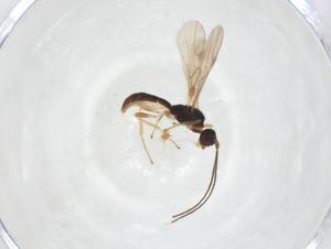  ( - CCDB-46560-B06)  @11 [ ] CreativeCommons - Attribution Share - Alike (2023) Centre for Biodiversity Genomics Centre for Biodiversity Genomics