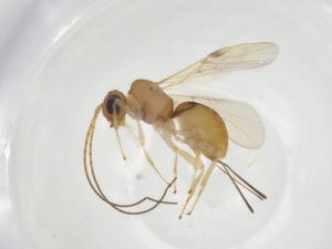  (Allorhogas Malaise6081 - CCDB-46560-B11)  @11 [ ] CreativeCommons - Attribution Share - Alike (2023) Centre for Biodiversity Genomics Centre for Biodiversity Genomics