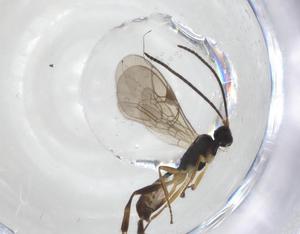  ( - CCDB-46560-F10)  @11 [ ] CreativeCommons - Attribution Share - Alike (2023) Centre for Biodiversity Genomics Centre for Biodiversity Genomics