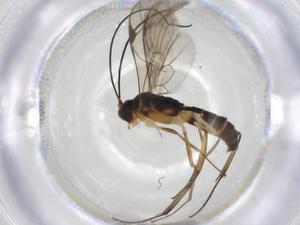  (ichJanzen01 Janzen4250 - CCDB-46560-F11)  @11 [ ] CreativeCommons - Attribution Share - Alike (2023) Centre for Biodiversity Genomics Centre for Biodiversity Genomics