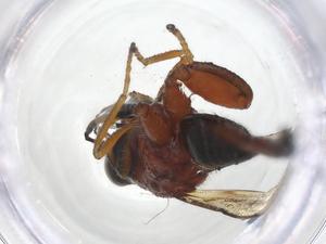  (chalMalaise01 Malaise7233 - CCDB-46596-F01)  @11 [ ] CreativeCommons - Attribution Share - Alike (2023) Centre for Biodiversity Genomics Centre for Biodiversity Genomics