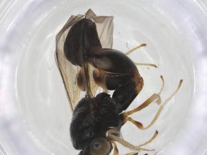  (chalMalaise01 Malaise1249 - CCDB-46596-F04)  @11 [ ] CreativeCommons - Attribution Share - Alike (2023) Centre for Biodiversity Genomics Centre for Biodiversity Genomics