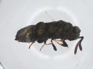  (chalMalaise01 Malaise6347 - CCDB-46597-E07)  @11 [ ] CreativeCommons - Attribution Share - Alike (2023) Centre for Biodiversity Genomics Centre for Biodiversity Genomics