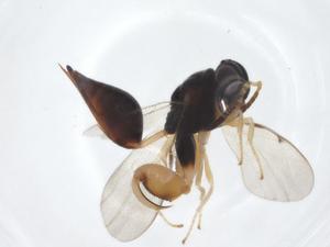  (chalMalaise01 Malaise0646 - CCDB-46597-H10)  @11 [ ] CreativeCommons - Attribution Share - Alike (2023) Centre for Biodiversity Genomics Centre for Biodiversity Genomics