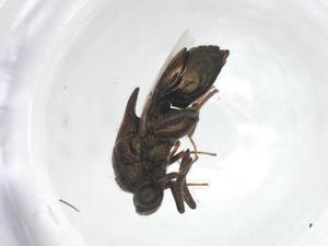  ( - CCDB-46598-G12)  @11 [ ] CreativeCommons - Attribution Share - Alike (2023) Centre for Biodiversity Genomics Centre for Biodiversity Genomics