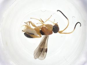  ( - CCDB-46599-A01)  @11 [ ] CreativeCommons - Attribution Share - Alike (2023) Centre for Biodiversity Genomics Centre for Biodiversity Genomics