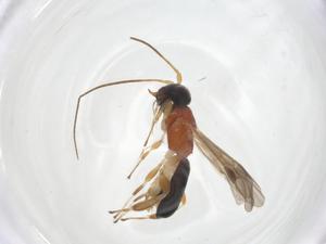  (Leptodrepana Malaise5771 - CCDB-46599-A07)  @11 [ ] CreativeCommons - Attribution Share - Alike (2023) Centre for Biodiversity Genomics Centre for Biodiversity Genomics