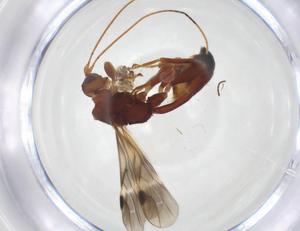  (doryMalaise01 Malaise3229 - CCDB-46599-B08)  @11 [ ] CreativeCommons - Attribution Share - Alike (2023) Centre for Biodiversity Genomics Centre for Biodiversity Genomics