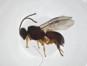  (Urosigalphus Malaise0533 - CCDB-46599-D07)  @11 [ ] CreativeCommons - Attribution Share - Alike (2023) Centre for Biodiversity Genomics Centre for Biodiversity Genomics