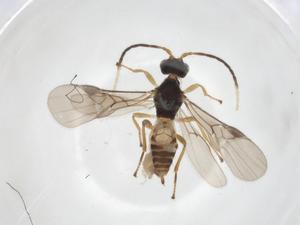  (Mirax Malaise9547 - CCDB-46599-F08)  @11 [ ] CreativeCommons - Attribution Share - Alike (2023) Centre for Biodiversity Genomics Centre for Biodiversity Genomics