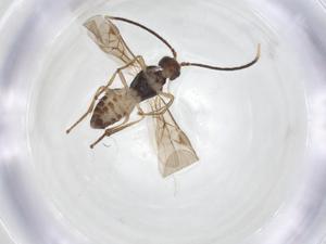  ( - CCDB-46599-F10)  @11 [ ] CreativeCommons - Attribution Share - Alike (2023) Centre for Biodiversity Genomics Centre for Biodiversity Genomics