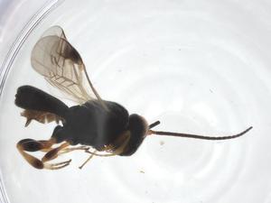  (Chelonus Malaise4441 - CCDB-46600-H09)  @11 [ ] CreativeCommons - Attribution Share - Alike (2023) Centre for Biodiversity Genomics Centre for Biodiversity Genomics