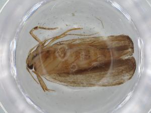  ( - BIOUG65826-E03)  @11 [ ] CreativeCommons - Attribution (2021) Centre for Biodiversity Genomics Centre for Biodiversity Genomics