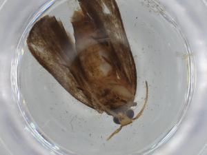  ( - BIOUG65826-E07)  @11 [ ] CreativeCommons - Attribution (2021) Centre for Biodiversity Genomics Centre for Biodiversity Genomics