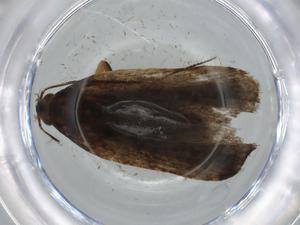  ( - BIOUG65826-G01)  @11 [ ] CreativeCommons - Attribution (2021) Centre for Biodiversity Genomics Centre for Biodiversity Genomics