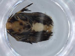  ( - BIOUG65870-F03)  @11 [ ] CreativeCommons - Attribution (2021) Centre for Biodiversity Genomics Centre for Biodiversity Genomics