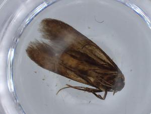  ( - BIOUG65877-G04)  @11 [ ] CreativeCommons - Attribution (2021) Centre for Biodiversity Genomics Centre for Biodiversity Genomics