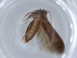  ( - BIOUG67089-H07)  @11 [ ] CreativeCommons - Attribution (2021) Centre for Biodiversity Genomics Centre for Biodiversity Genomics