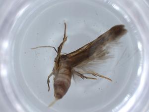  ( - BIOUG67089-H04)  @11 [ ] CreativeCommons - Attribution (2021) Centre for Biodiversity Genomics Centre for Biodiversity Genomics