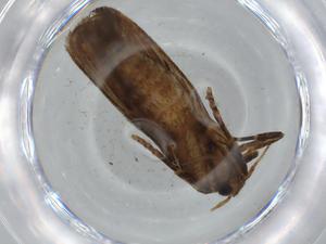  ( - BIOUG67425-F05)  @11 [ ] CreativeCommons - Attribution (2021) Centre for Biodiversity Genomics Centre for Biodiversity Genomics