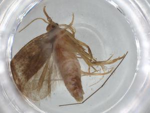  ( - BIOUG67425-F12)  @11 [ ] CreativeCommons - Attribution (2021) Centre for Biodiversity Genomics Centre for Biodiversity Genomics